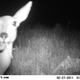 Image for article titled Photos: The secret lives of the Serengeti’s most elusive wild animals